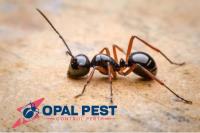 Opal Pest Control Perth image 3